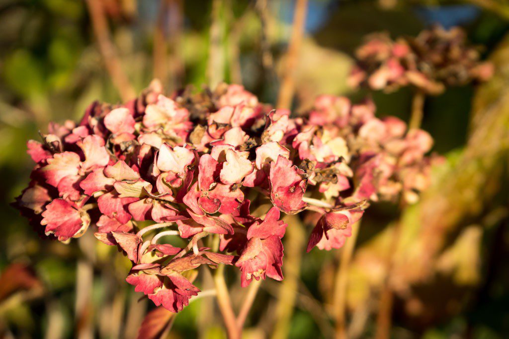 Nearly dead hydrangeas.  There are 3 of them in a diagonal line which lends some interest to the photo. More than would be there if it was just the one flower. 