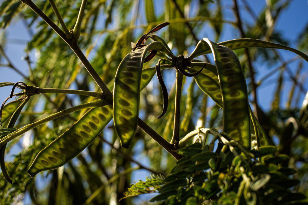 Seed pods of some kind