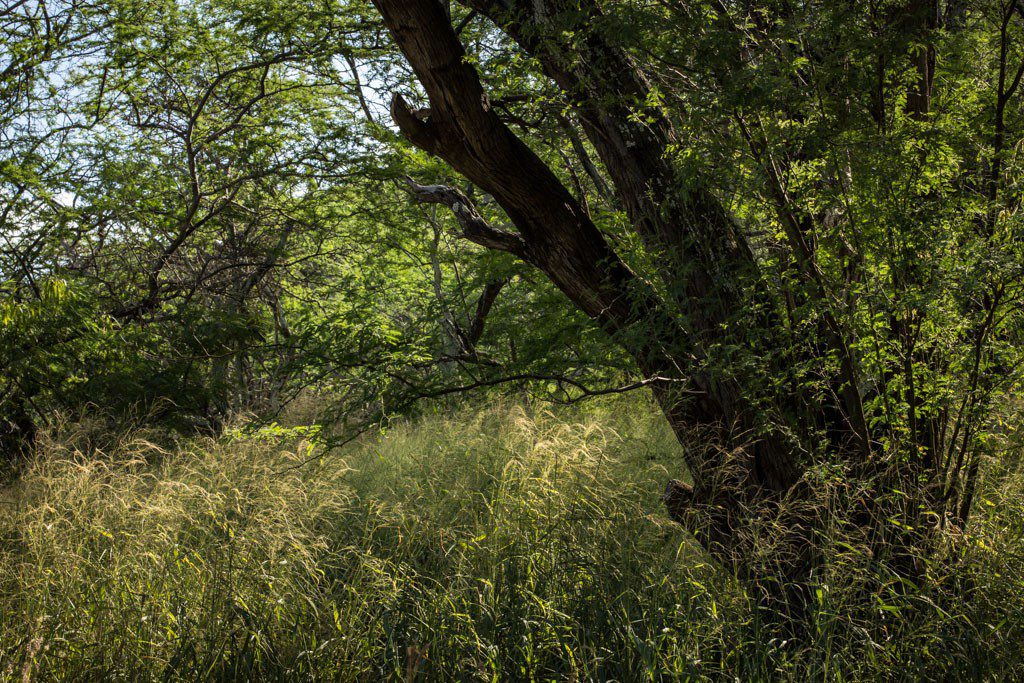 Under the shade trees