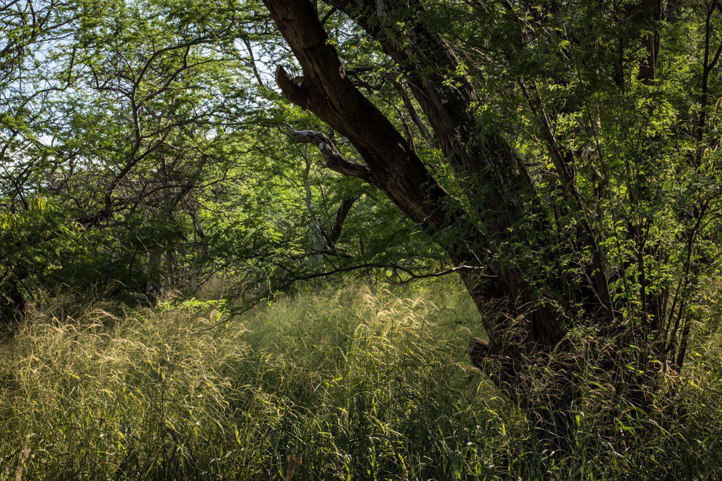 Under the shade trees