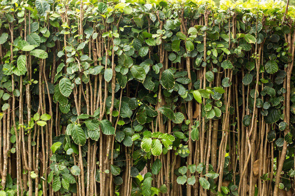 The wall of the pineapple maze that we didn't go into.