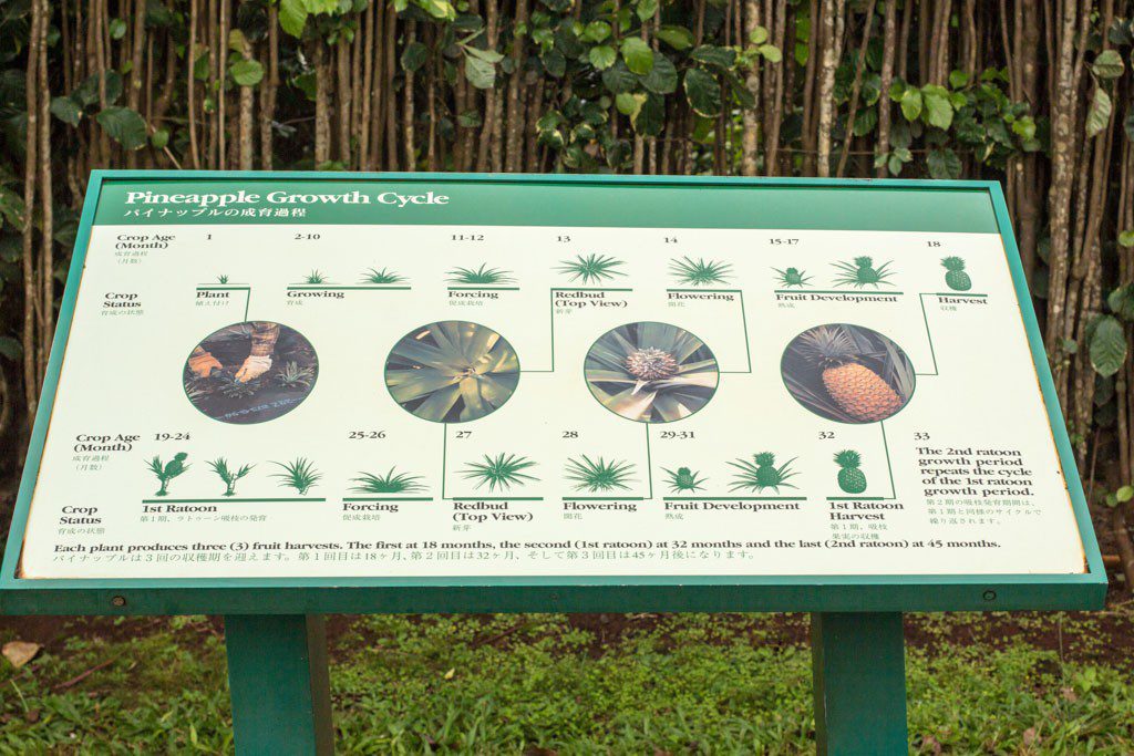 Information on how pineapple plants grow.