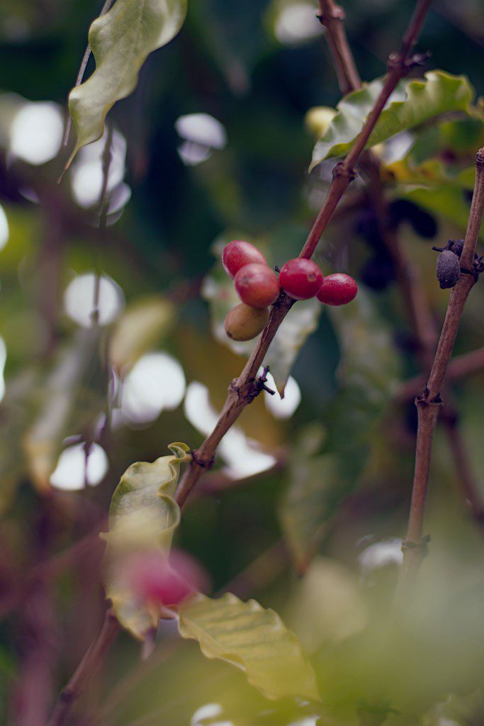 Coffee beans!