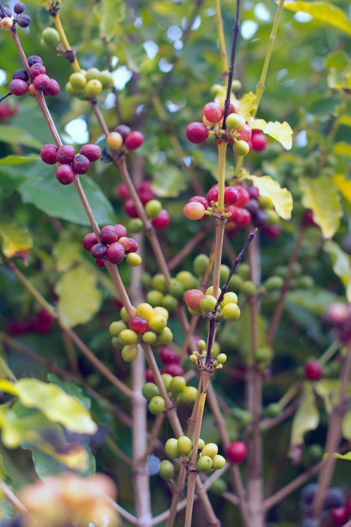 More coffee beans! These are my favorite!