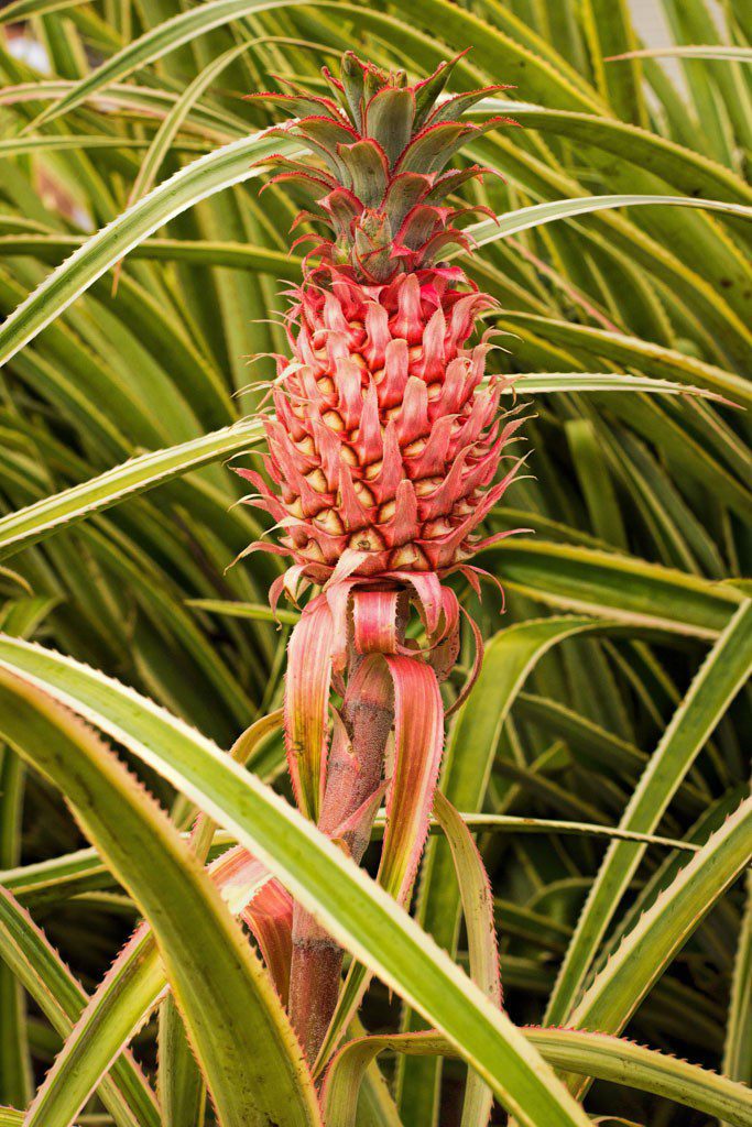 Pineapple. I don't know if they're all red when they're little or if these were just a different variety.