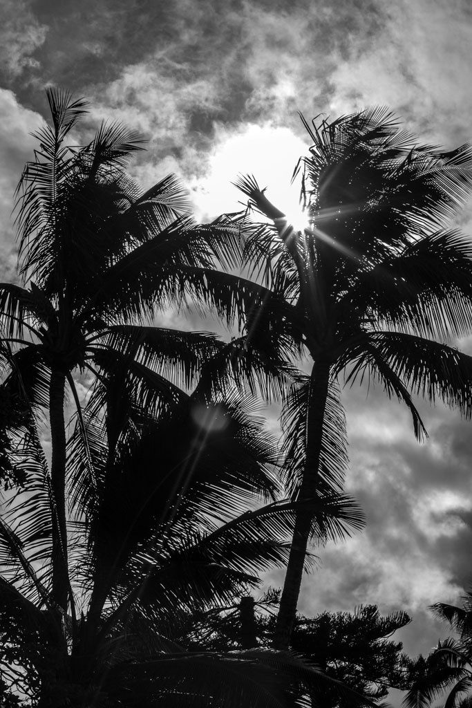 Palm trees