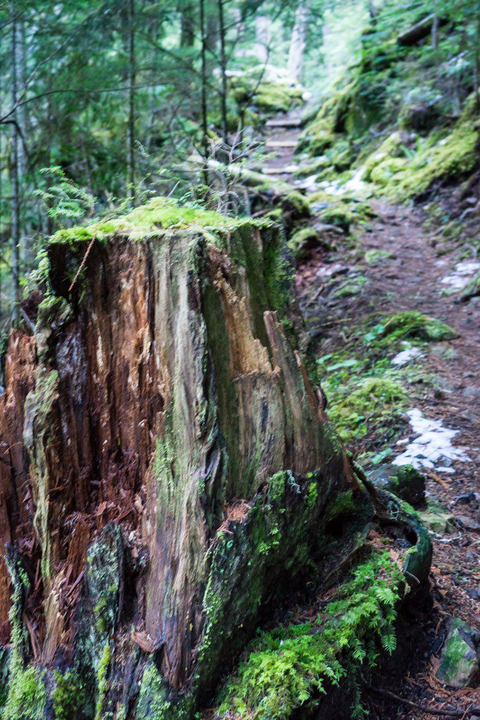 Stump and trail