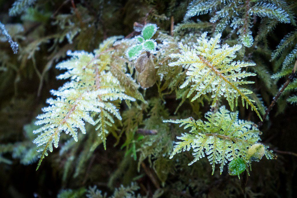 delicate frosted leaves