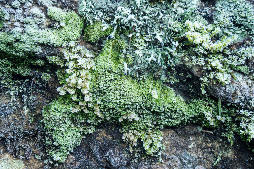 Tiny plants growing on the rocks