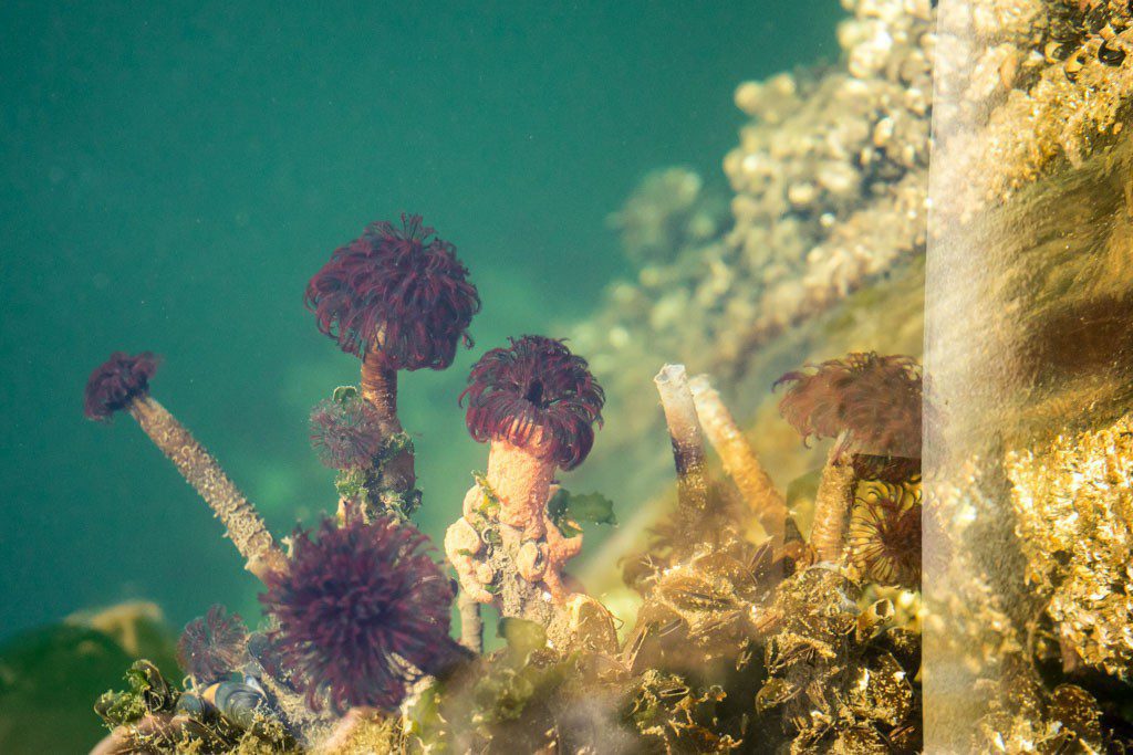 View of some critters through the clear water at the Port Orchard Marina.