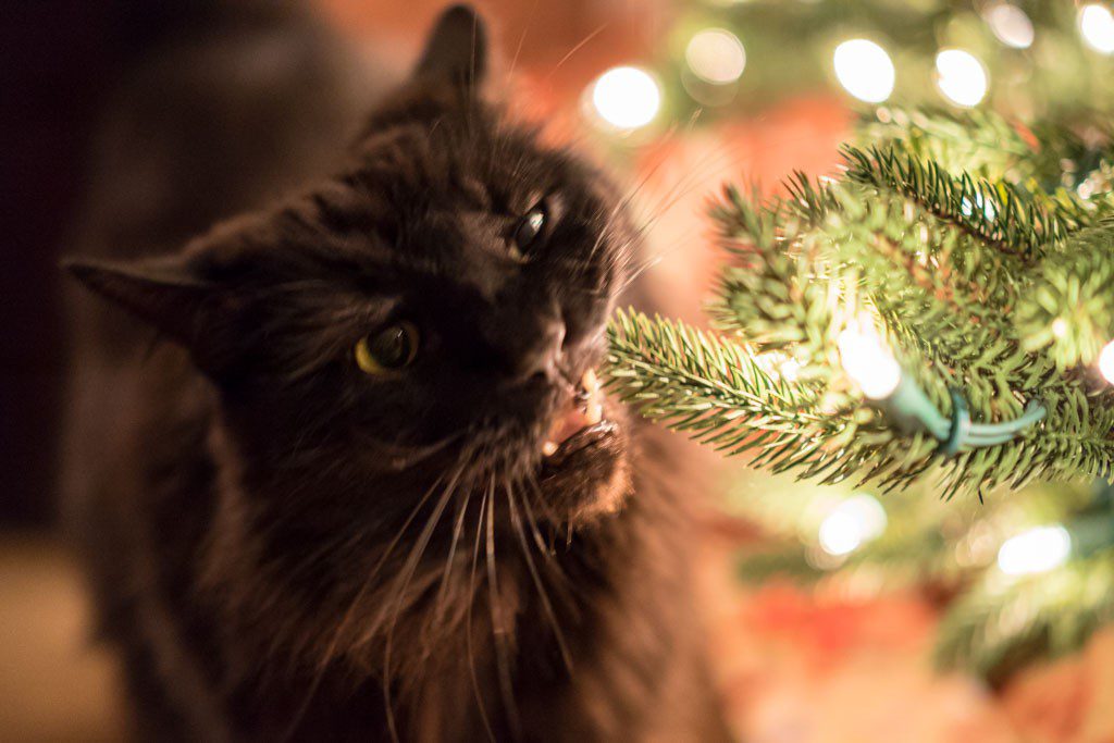 Cat derping around by the tree