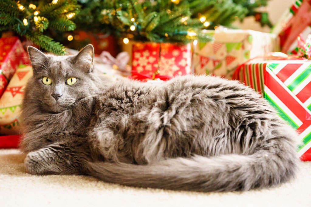 Portrait of Duster by the presents. It's not fair that a damn cat can be that photogenic...