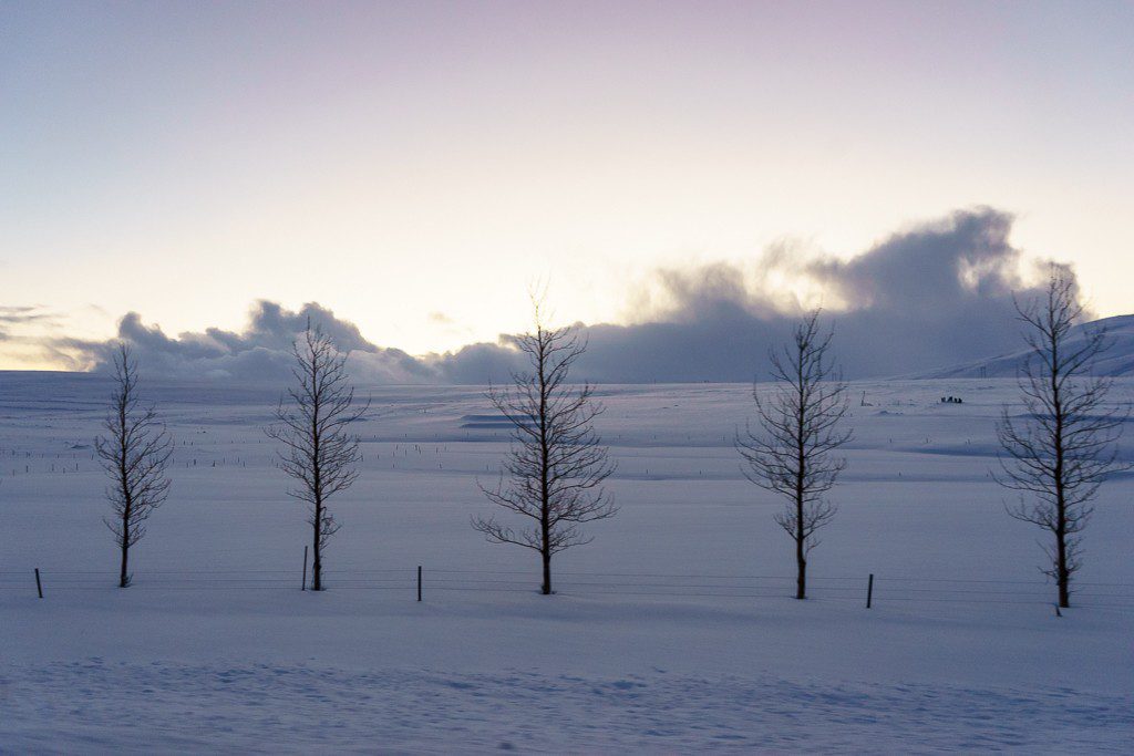 trees in a row