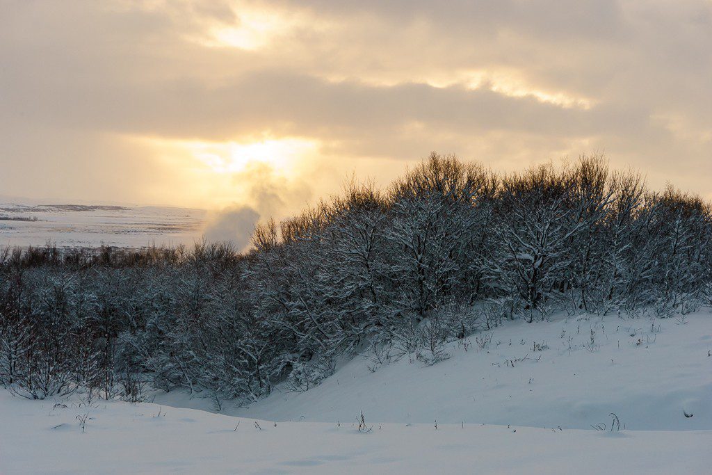 A rare Icelandic forest