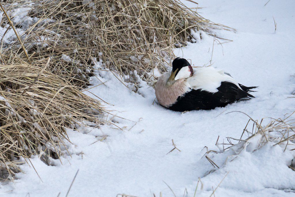 One cold little duck!