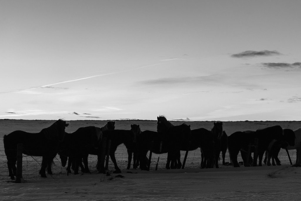 Pony silhouettes