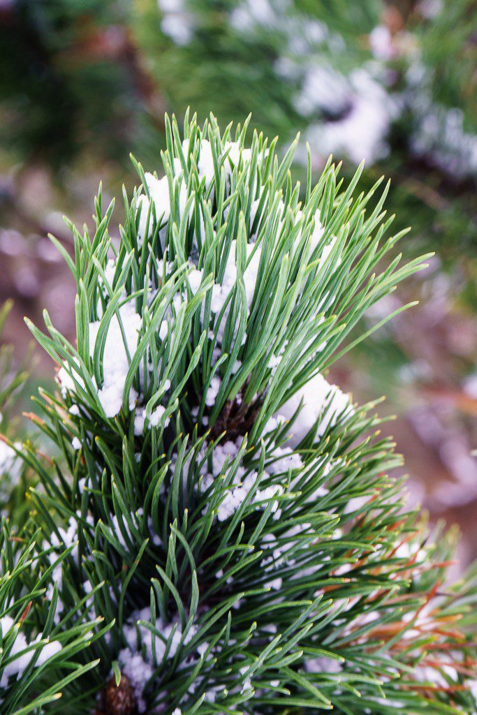 Snow in the trees