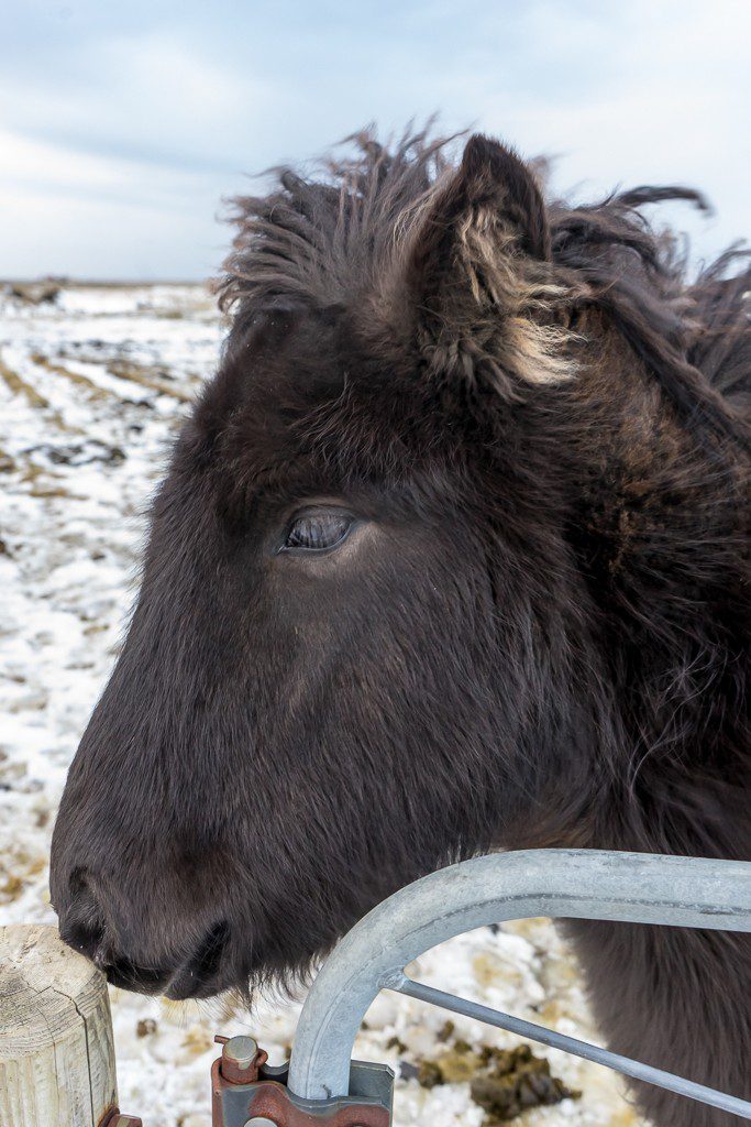 This was either a young horse, or just a small one. 