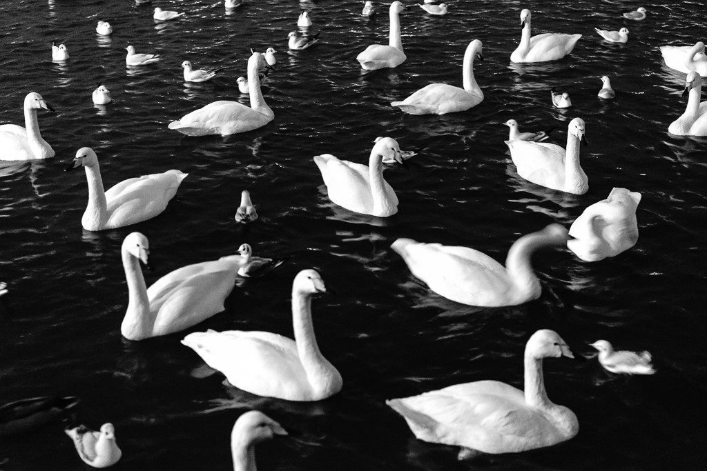 A flock of swans?!