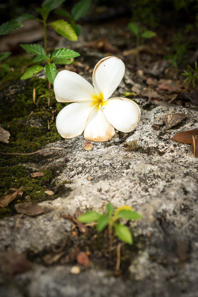 Plumeria