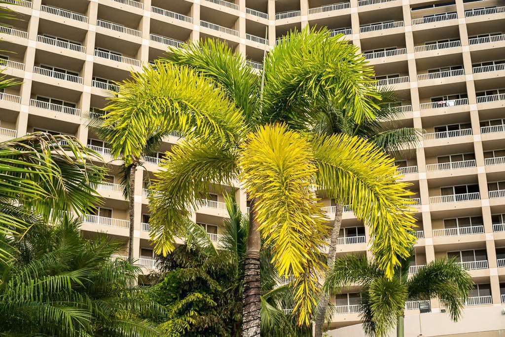 "Fluffy" palm tree. I've never seen one like this!