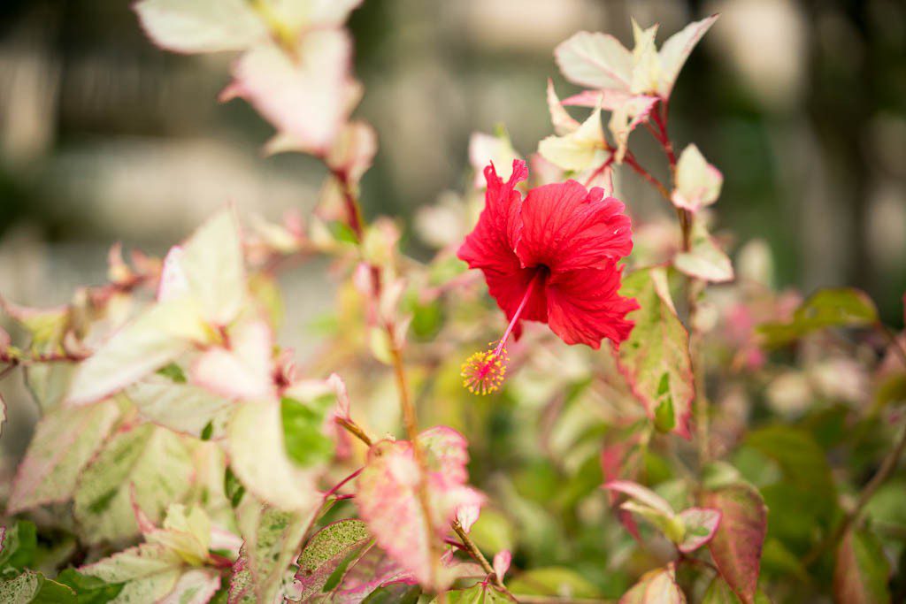 Red hibiscus