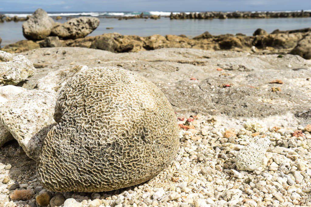 Brain coral on the beach