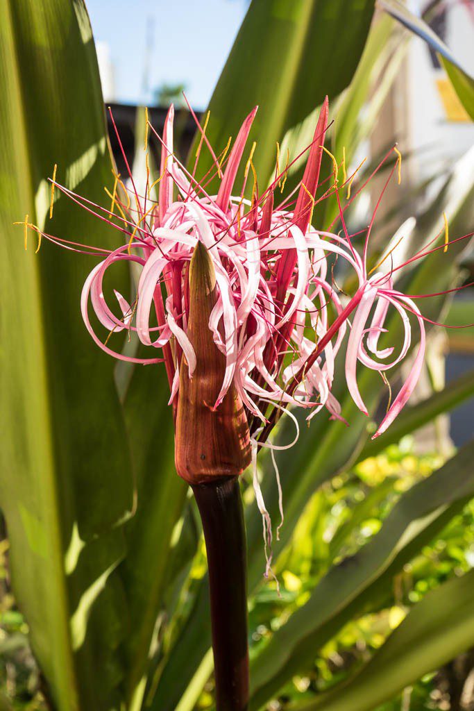 Another strange curly flower