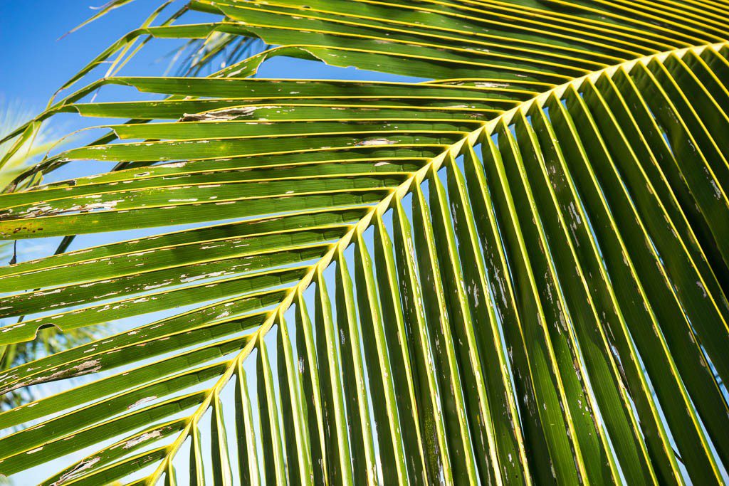 Palm frond