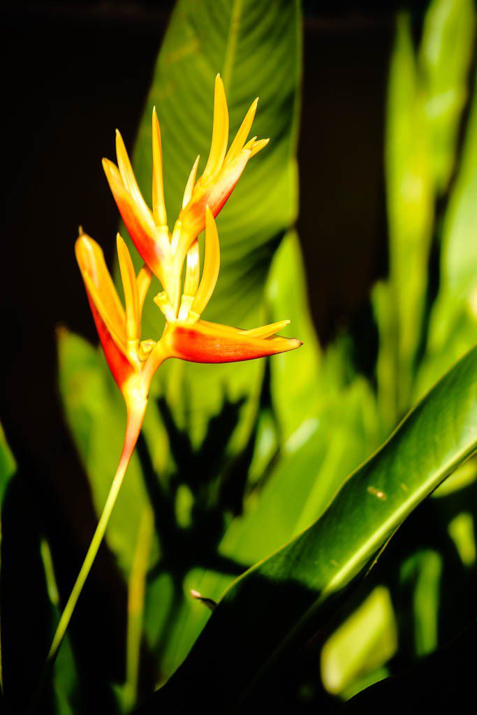 Bird of paradise