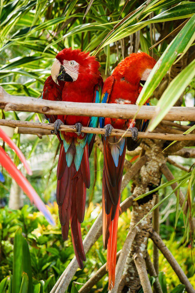 Pair of parrots