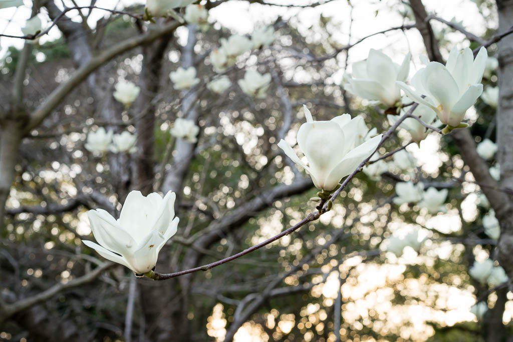 More pretty white flowers