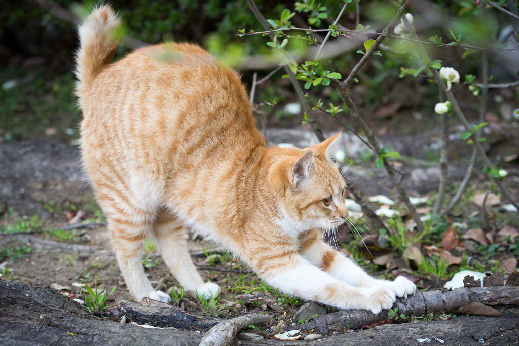 Scratching on the tree