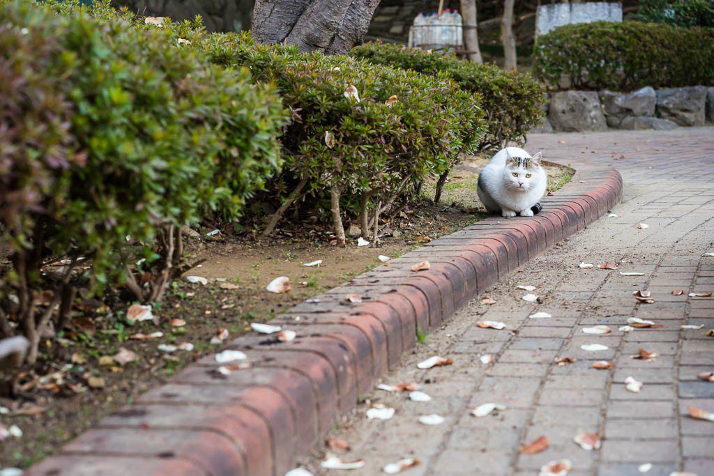 There are a lot of feral cats in Sasebo