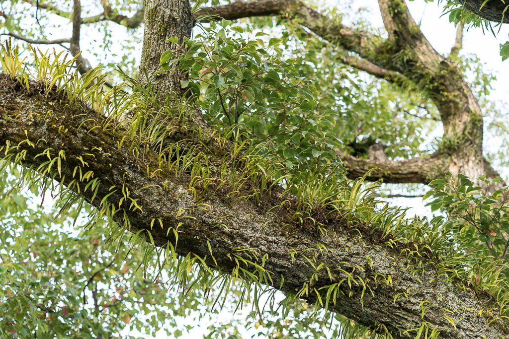 Grass growing from a tree in the park