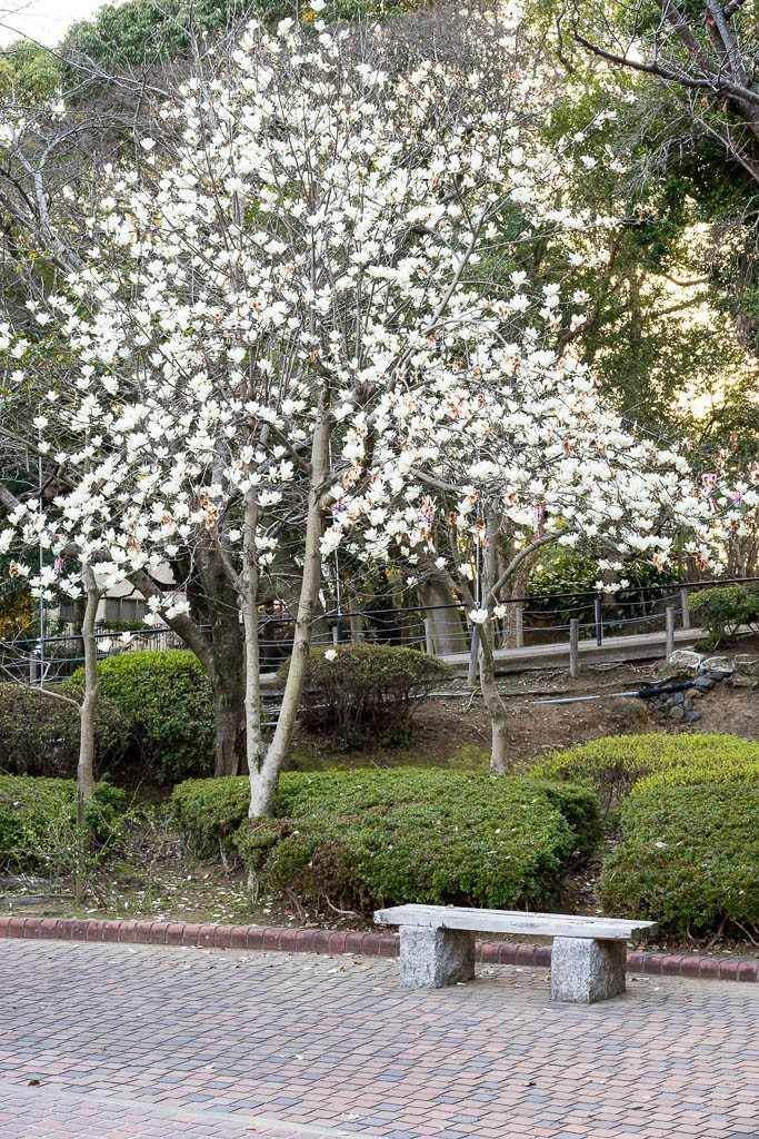 Flowering tree and  park bench