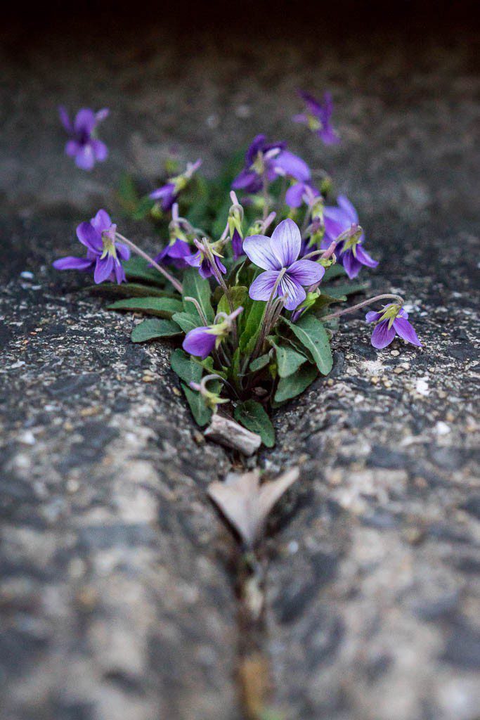 Wild Violets