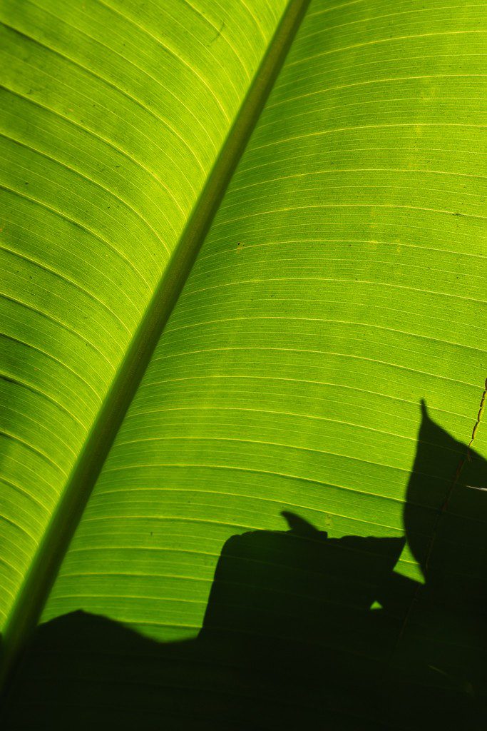 Behind the leaves