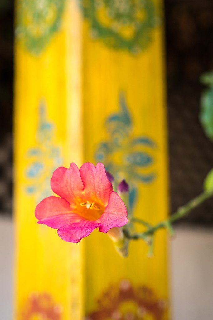 Flower against yellow