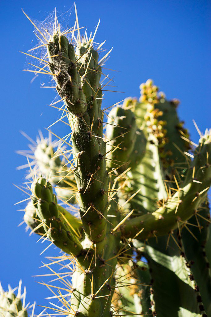 Cactus. There were a lot of them. 