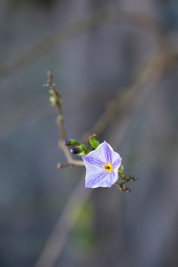 Sometimes the prettiest flowers grow in the darkest places. That's not a metaphor, I was literally inside a bush. 