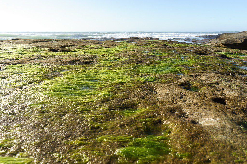 As green as the lawns outside the mansions lining the waterfront.