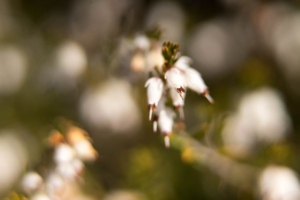 White Heather (I think)