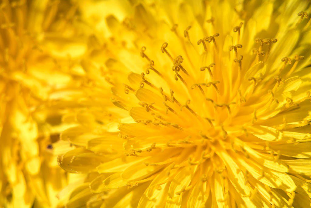 Look at the detail on the dandelion!