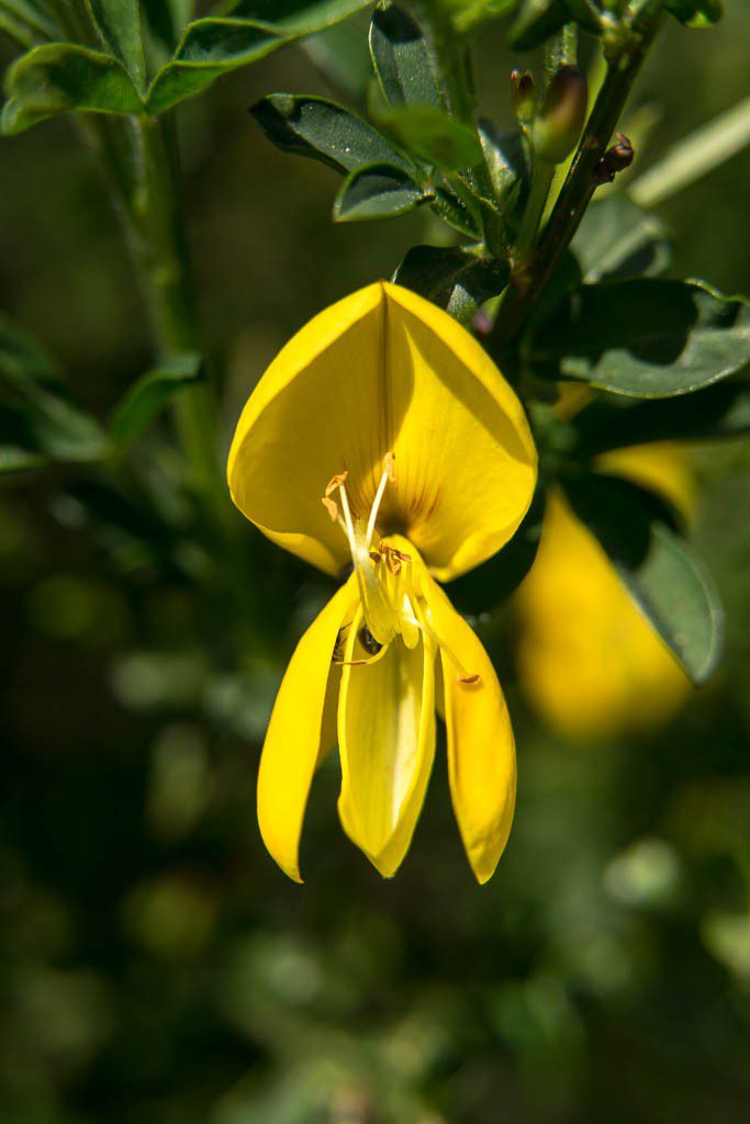 Scotchbroom.