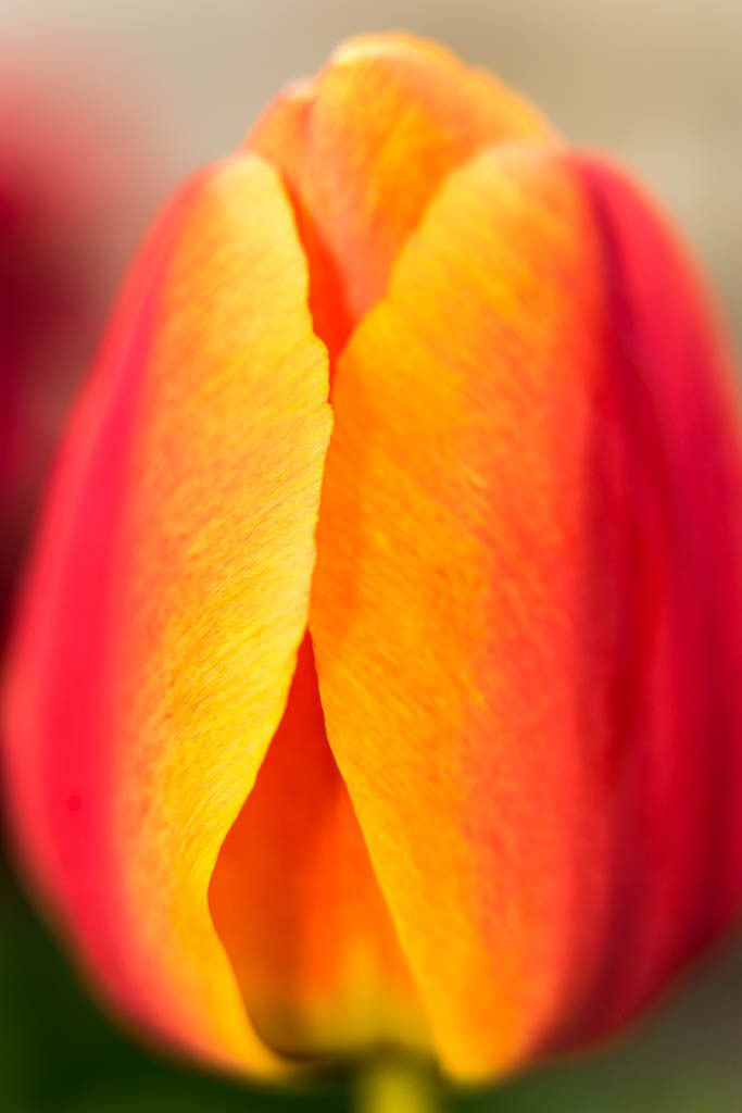 Tulip again