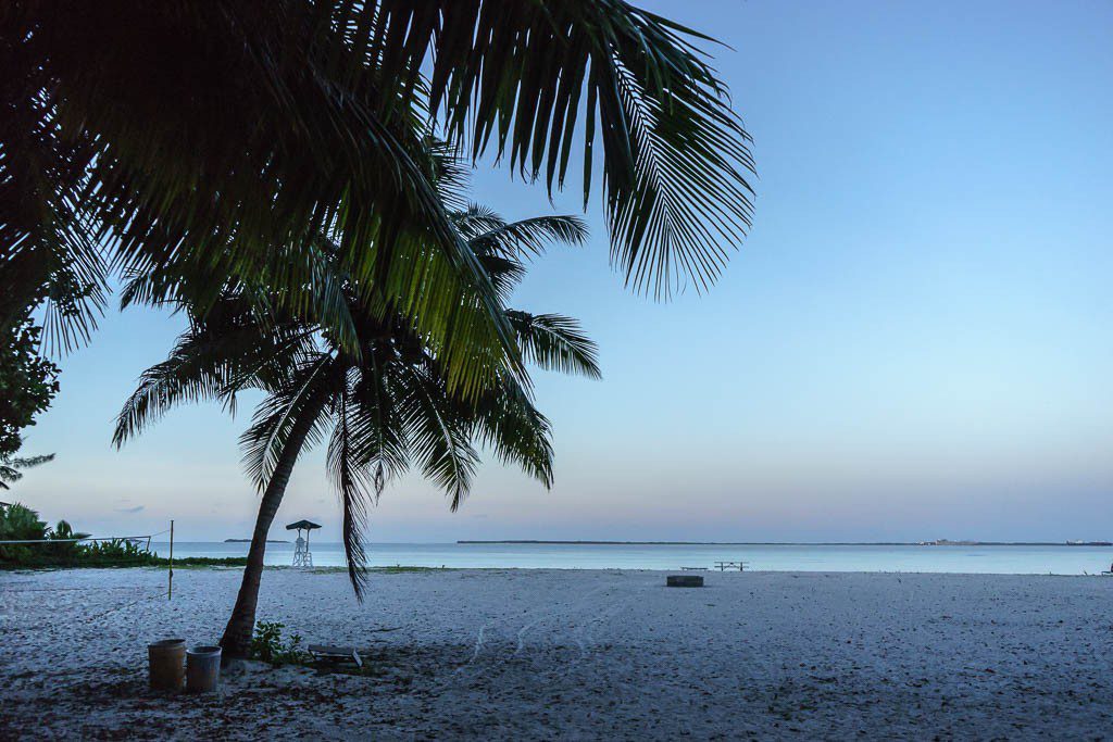 Palm trees