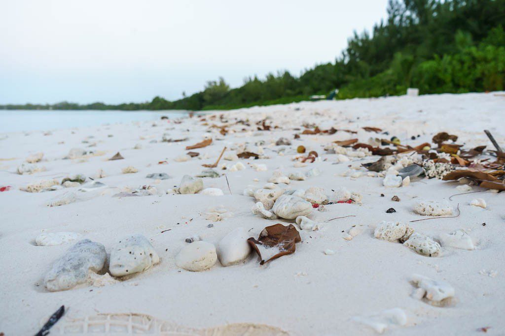 Tons of hermit crabs