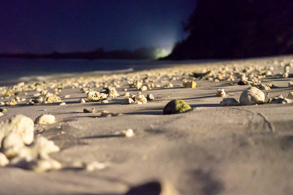 Shells and crabs at night!