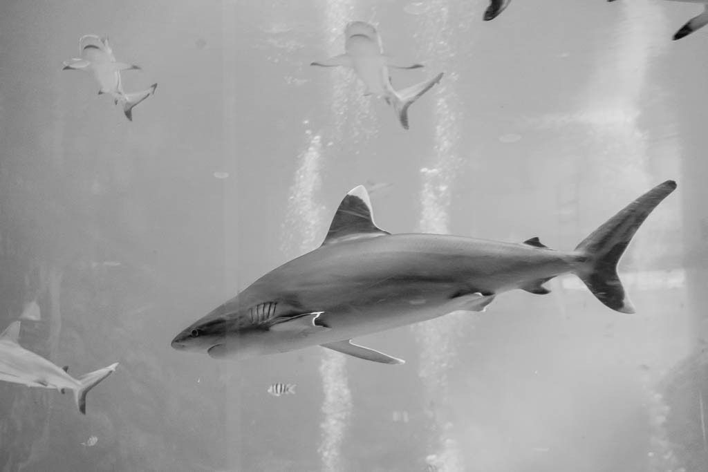 White tip shark